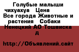 Голубые малыши чихуахуа › Цена ­ 25 000 - Все города Животные и растения » Собаки   . Ненецкий АО,Тошвиска д.